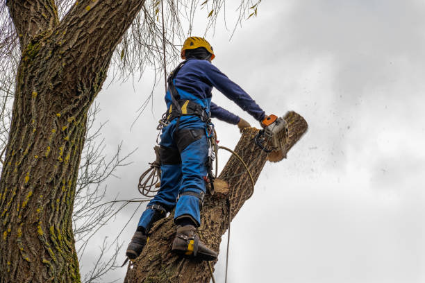 Best Tree Cutting Near Me  in Marlinton, WV